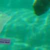 Ooh. Underwater.